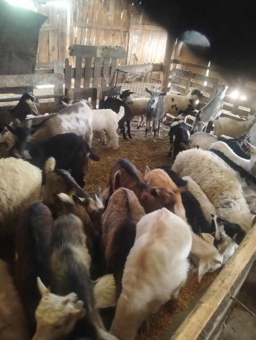 Vând iezi sau schimb