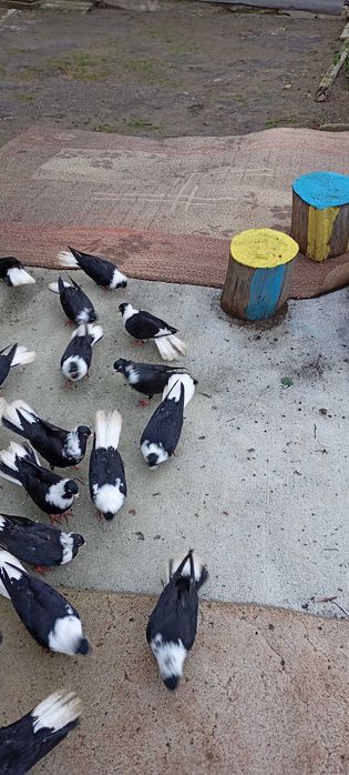 Сливенски герданлии