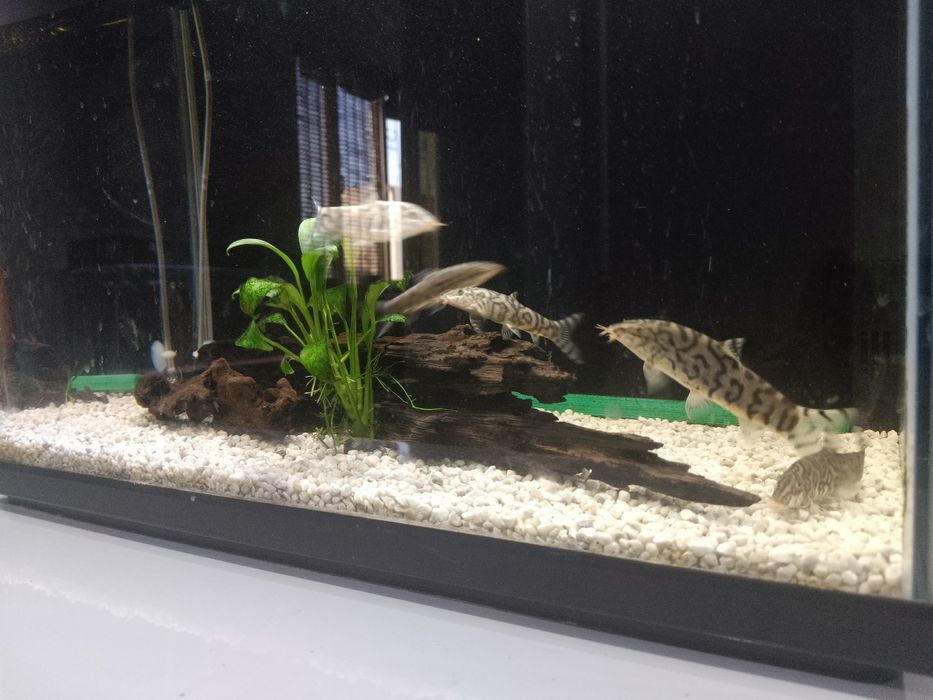 Боция мрамор 8-10 см