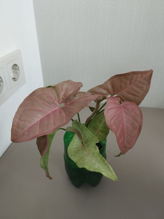 Сингониум Neon Robusta