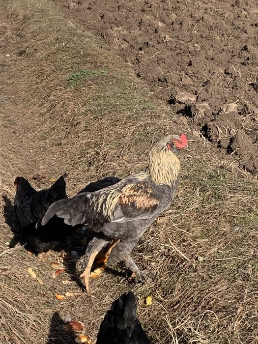 Дакан хороз соглом