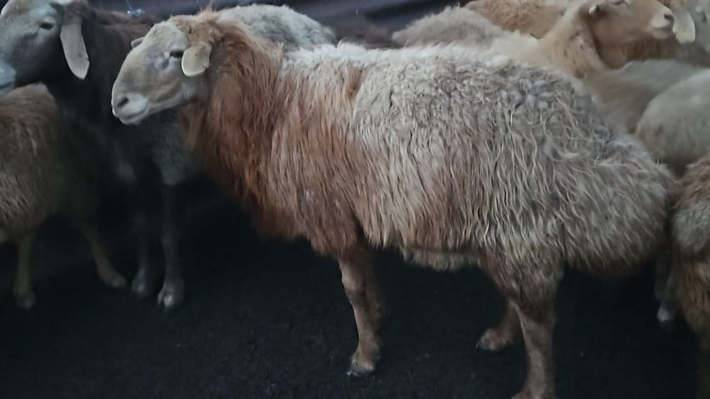 Едильбайские кошкары племенные