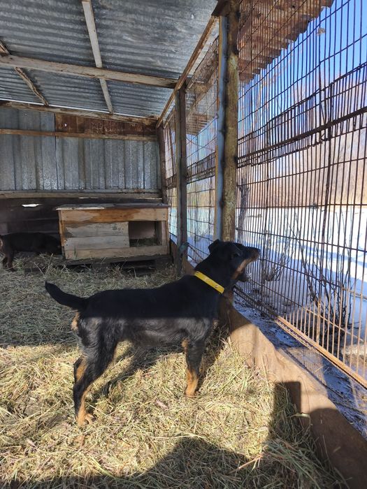 Вязка ягдерьер .