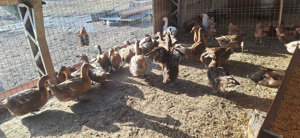 Oua rata Rouen pentru incubat