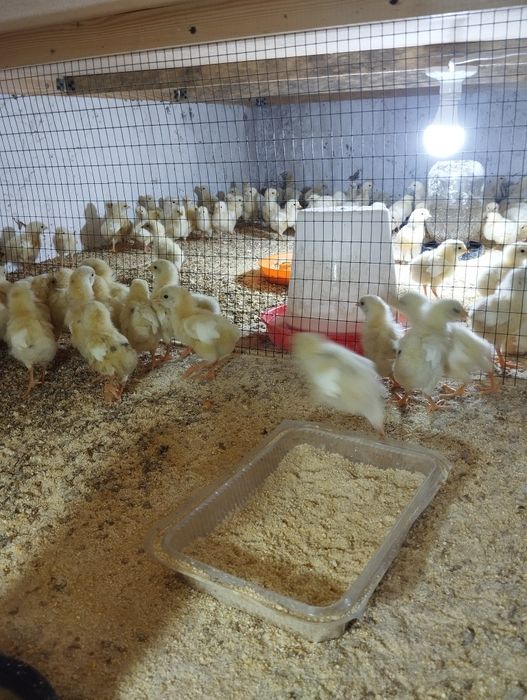 Ок жужалар 3000сум