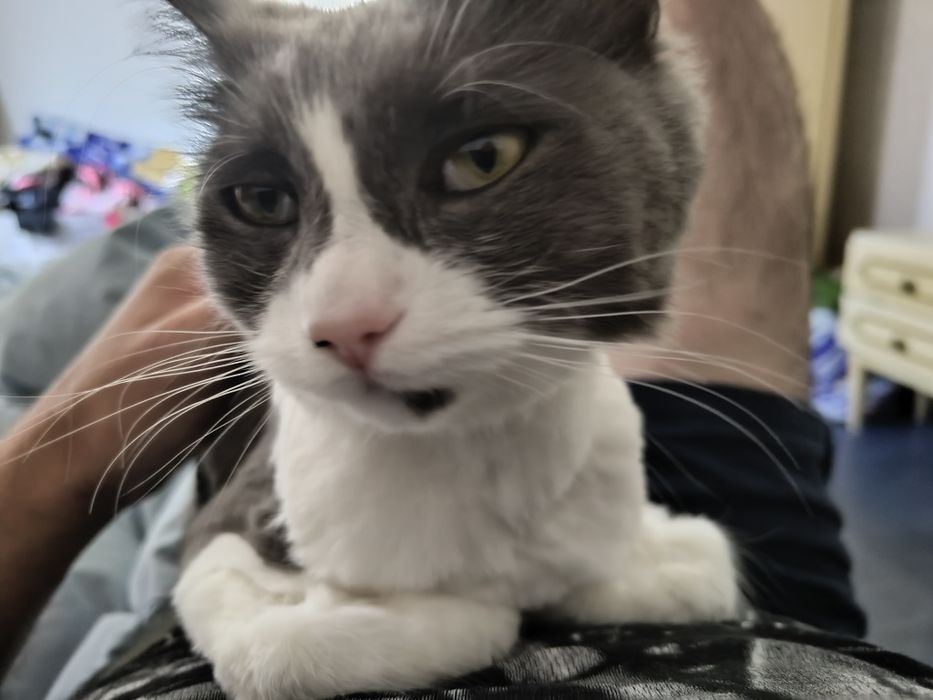 Donez pisica de companie