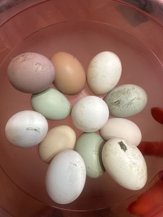 Инкубационное яйцо продажа