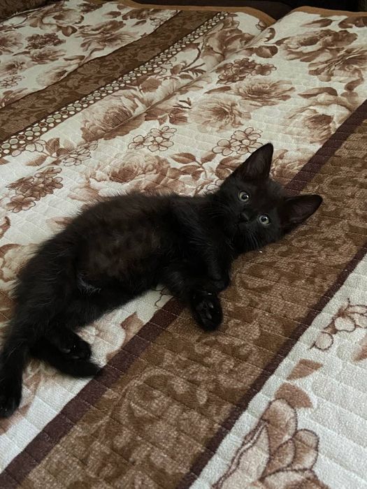 Отдам котят в добрые руки