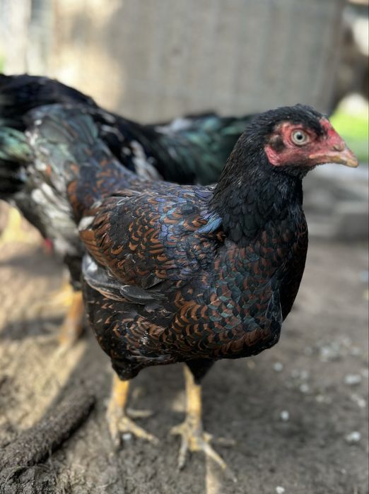 Oua pentru incubat urias COMBATANT INDIAN