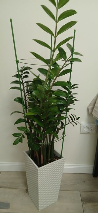 Комнатные цветы "доллар"