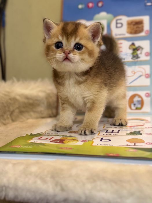 Продается котенок Шиншила ny25