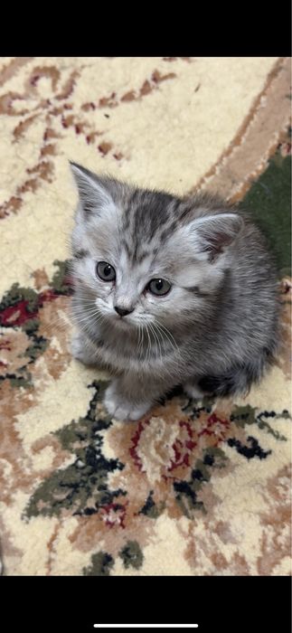 Котенок мальчик шотландец