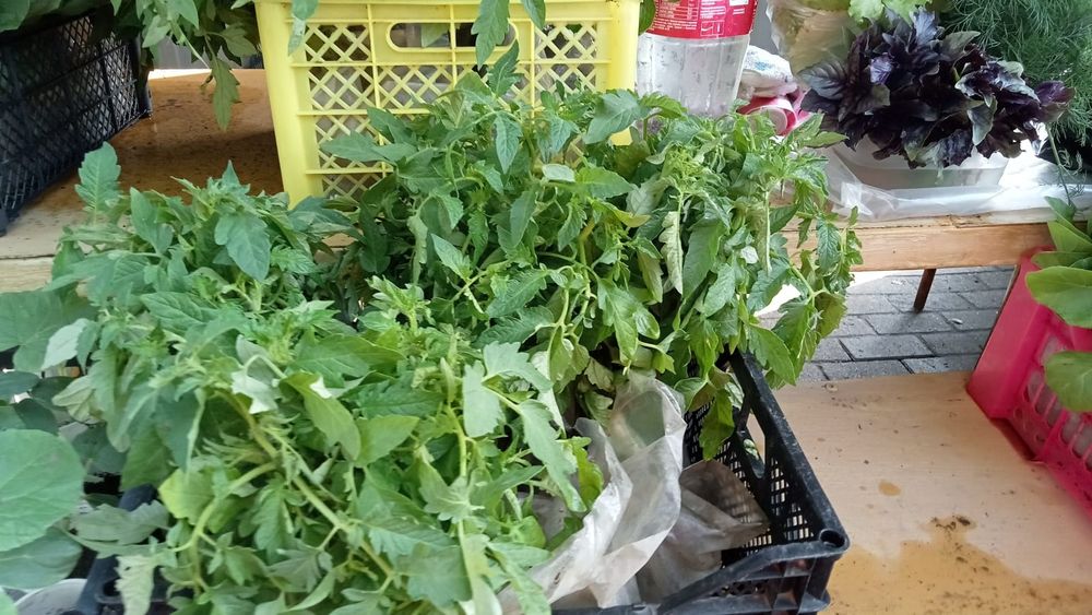 Продам рассаду овощей