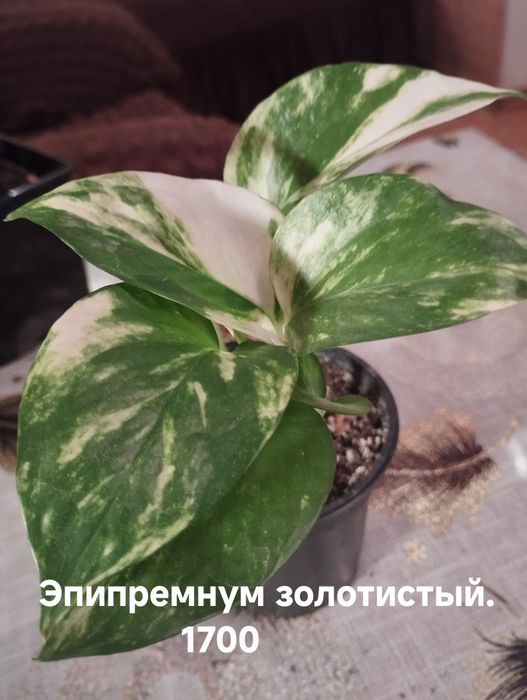 Продам комнатные растения