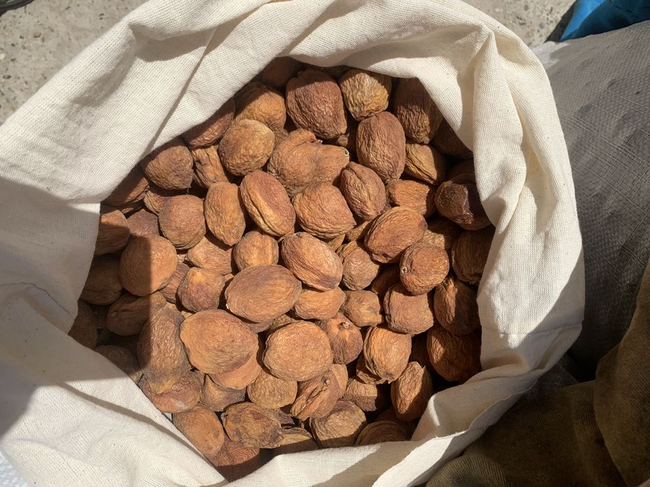 Туршак сотилади курсодиқ