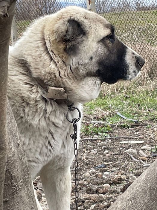 чистокръвен алабай