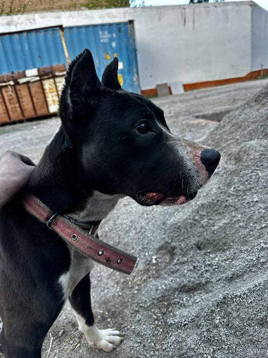 zotdor staffer sotiladi