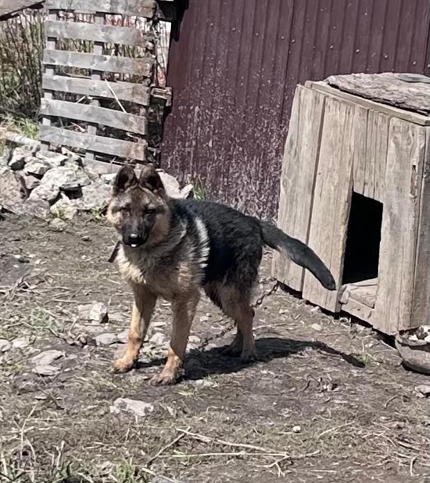 Продам немецкий овчарка