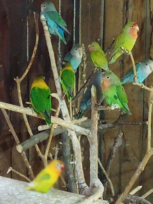 Pui de papagal agapornis
