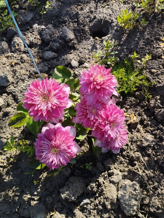 Продам многолетники