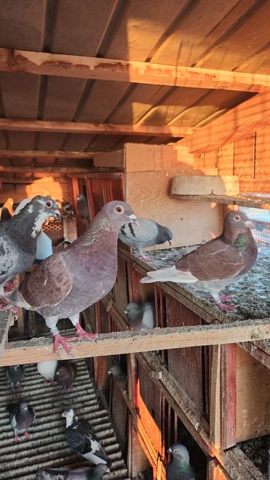 Porumbei voiajori lot 18 buc