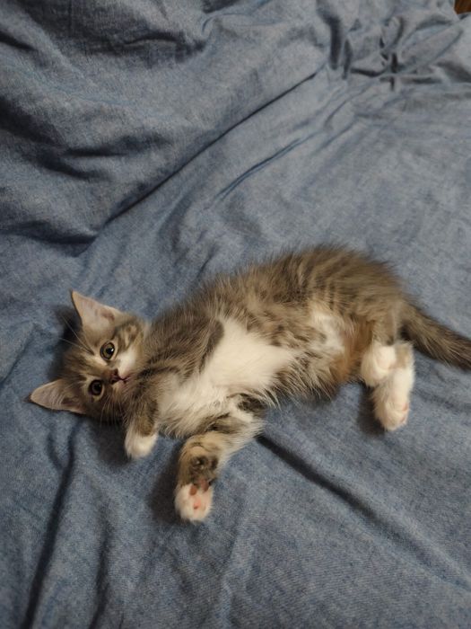 Отдам котят в хорошие добрые руки