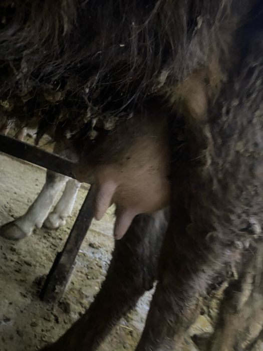 бузаулы сиыр сатылады