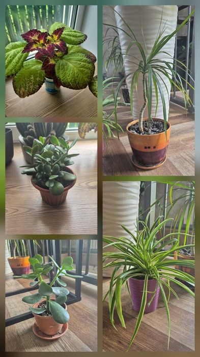 продам цветы для школы