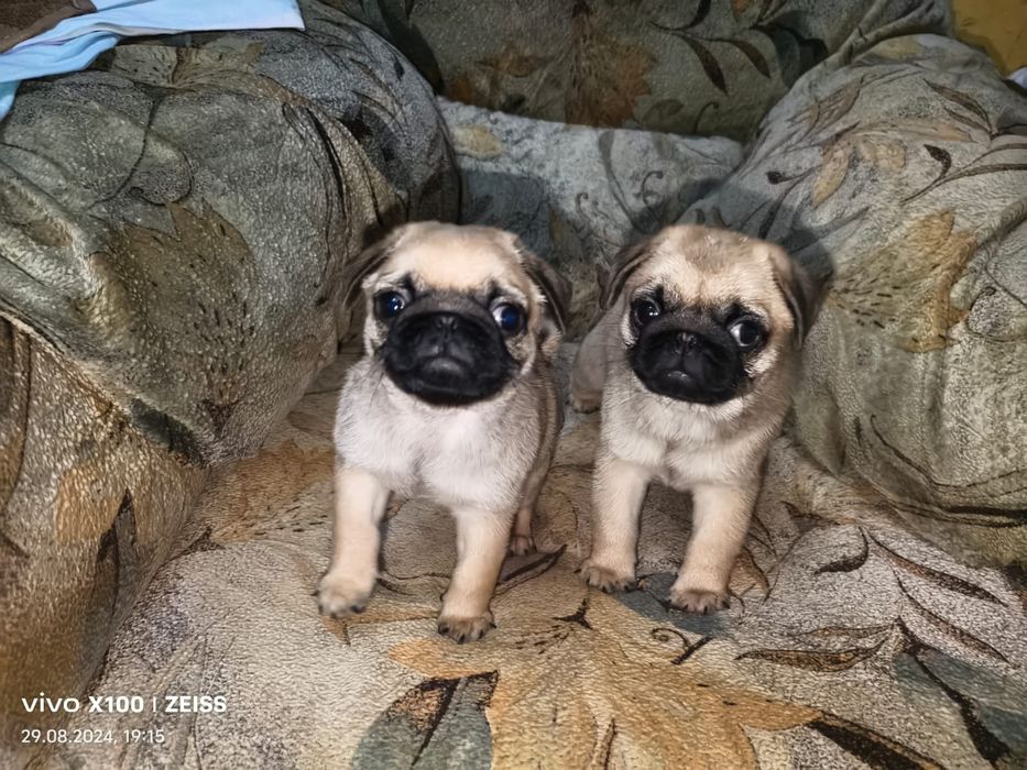 Продам щенков Мопса.