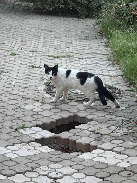 Найдена кошка, очень ласковая