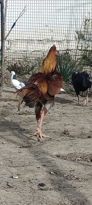 Продам бойцового.