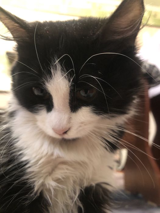 Отдам в добрые руки