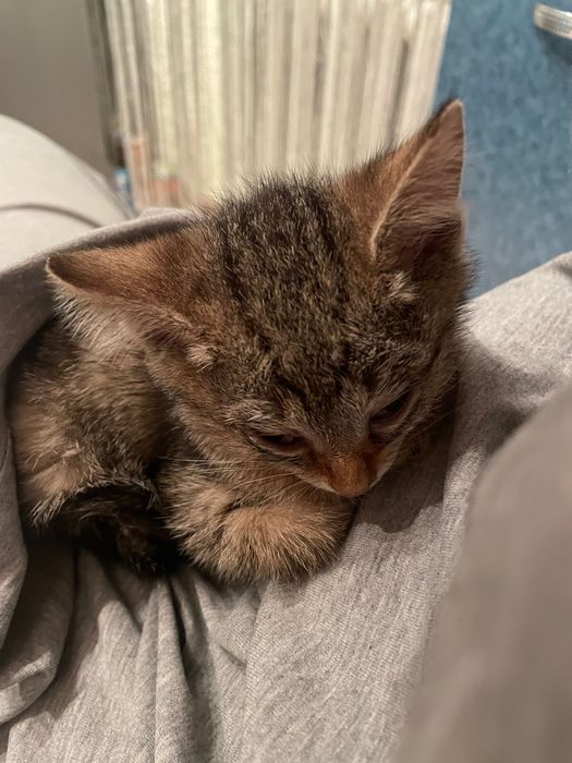 Котенок мальчик. Нашли в подъезде