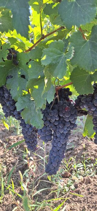Vând struguri Merlot, Săpoca, Buzău