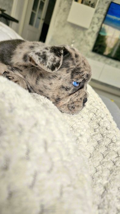 Bulldog Francez Blue merle Husky eyes