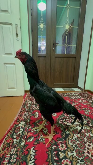 Коравой сотилади май жужаси