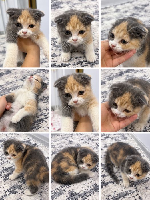 Mushukcha Scottish fold