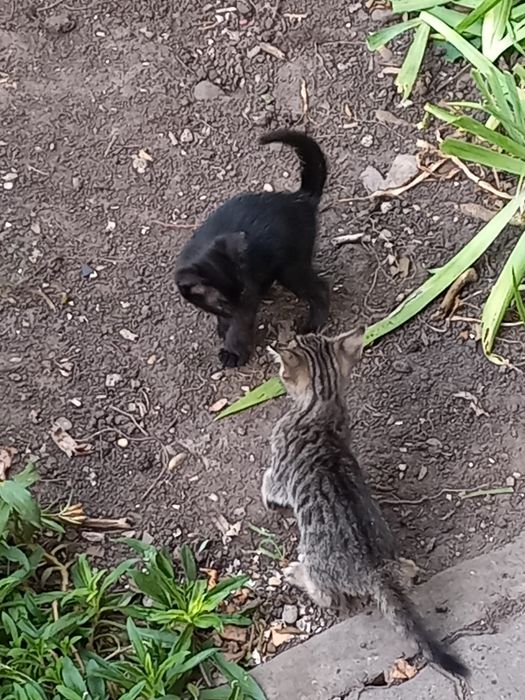 Donez pui de pisică