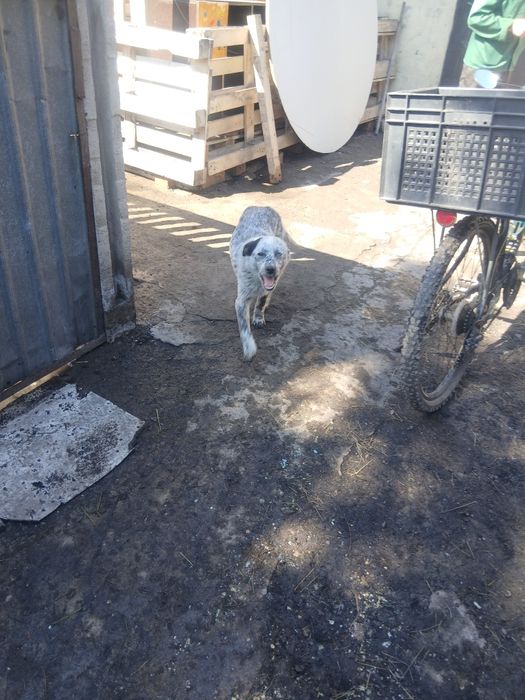 Щенки  мальчики  в добрые ручки