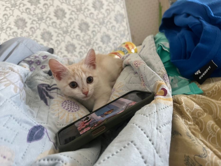 Кошка 5 месяцоов