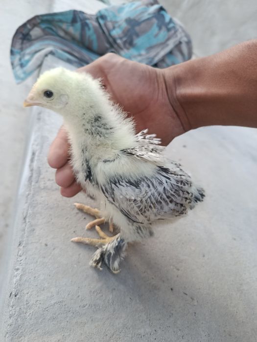 Brama joʻjalar sotiladi