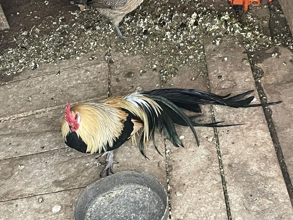 Schimb cocoș phoenix