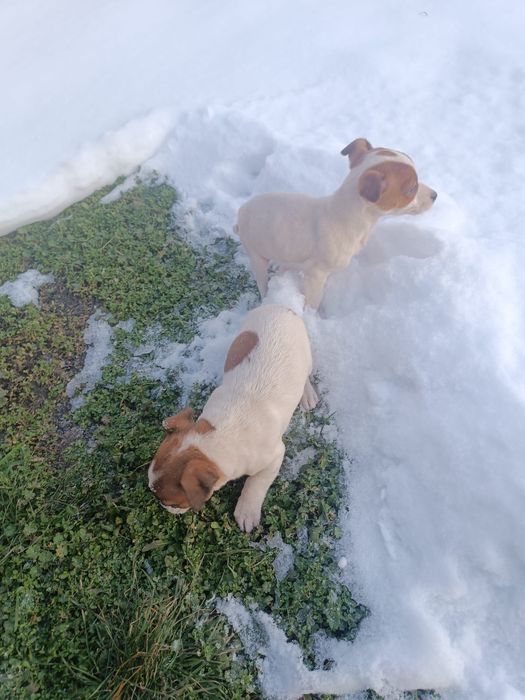 Мъжки джак ръсел