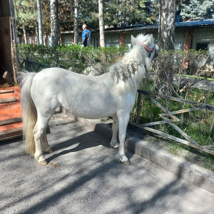Продается Белая пони кобылка
