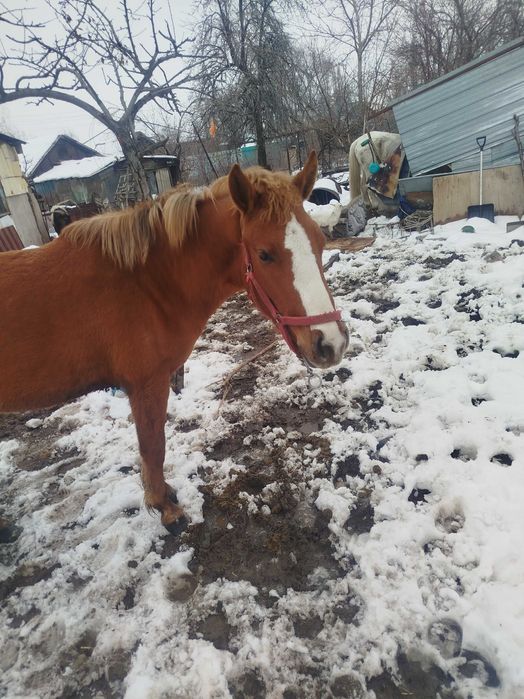 Продается лошадь