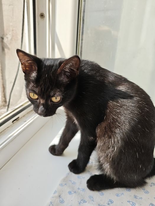 Отдам в добрые руки котенка