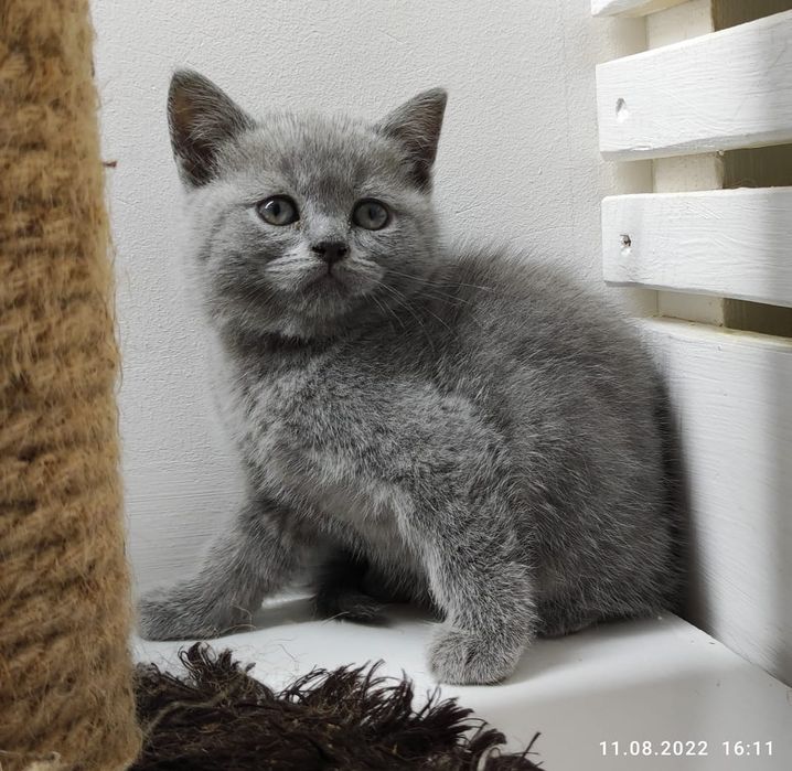 Очаровательные кошечки и котики. Бриташки..