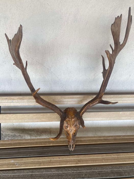 Рога на благороден елен трофей