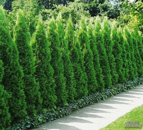 Западна туя Смарагд