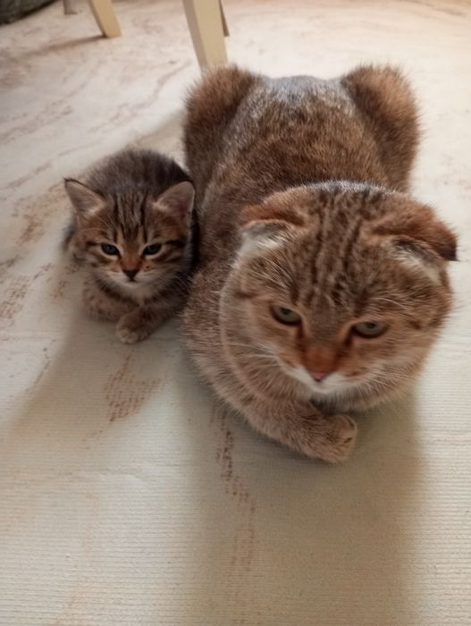 Отдам даром котят